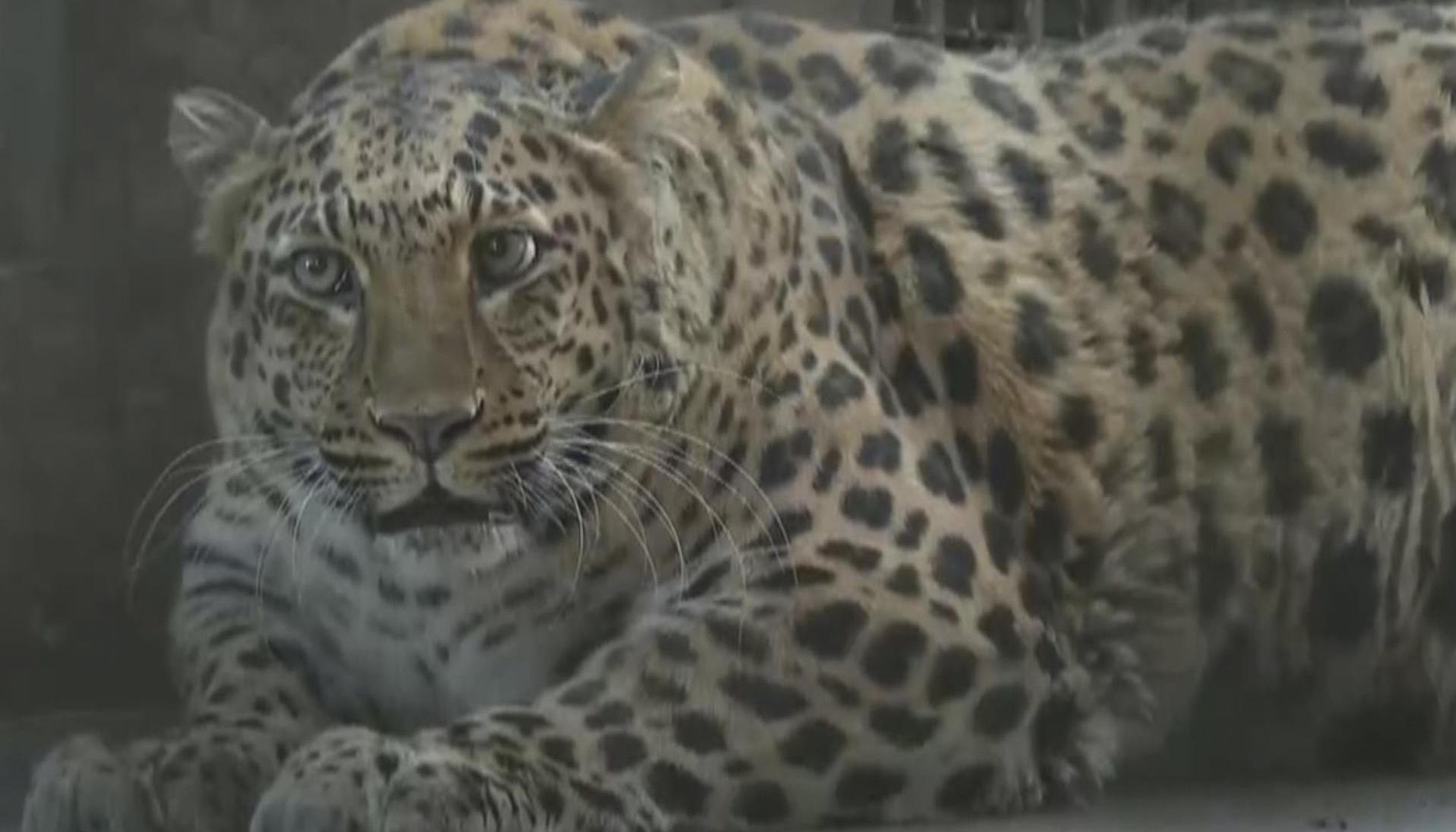 Leopardo obeso en China.