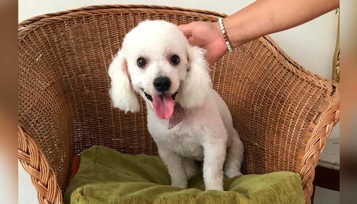 La dueña de 'Max' ofrece recompensa.