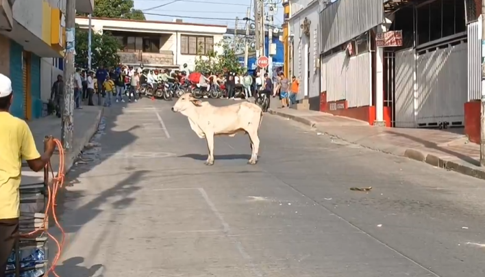 Vaca en Sincelejo.