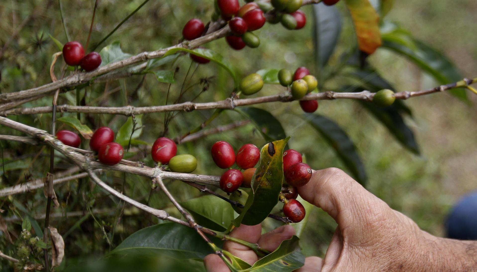 Cultivo de café en Bello, Antioquia