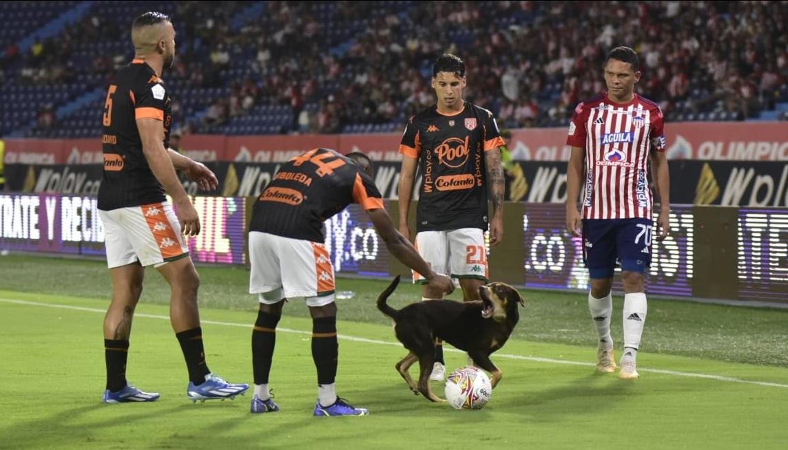 El perro le ladra a los jugadores del Envigado que intentaban sacarlo de la cancha. 