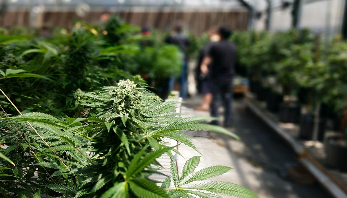 Planta en cultivo de marihuana. 