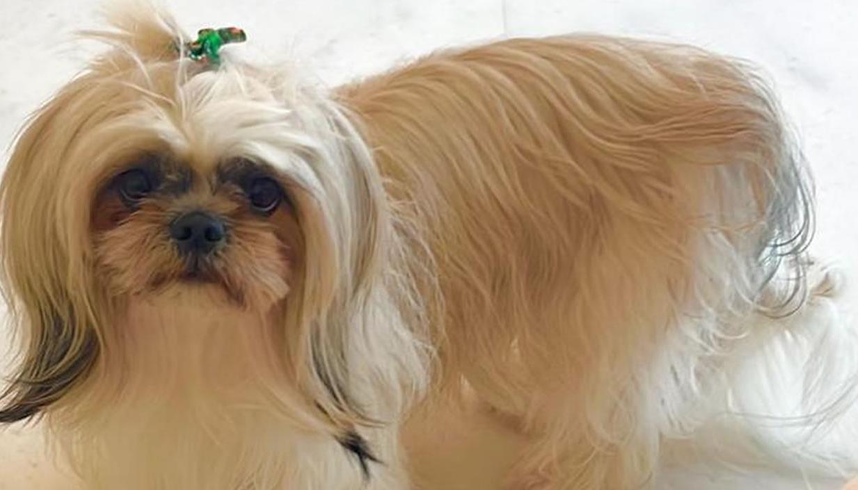 'Sasha', la shitzu extraviada en el barrio El Golf