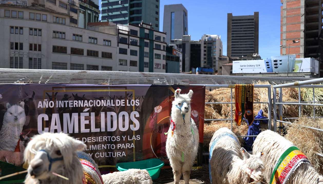 Camélidos en Bolivia.