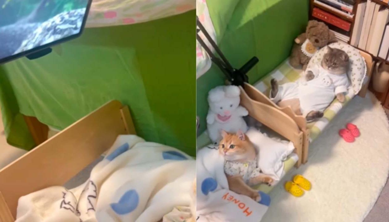 El video polémico con los gatos en la 'comodidad' de sus camas
