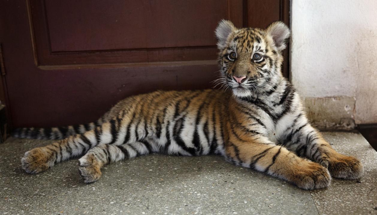 Tigresa rescatada en Guatemala.