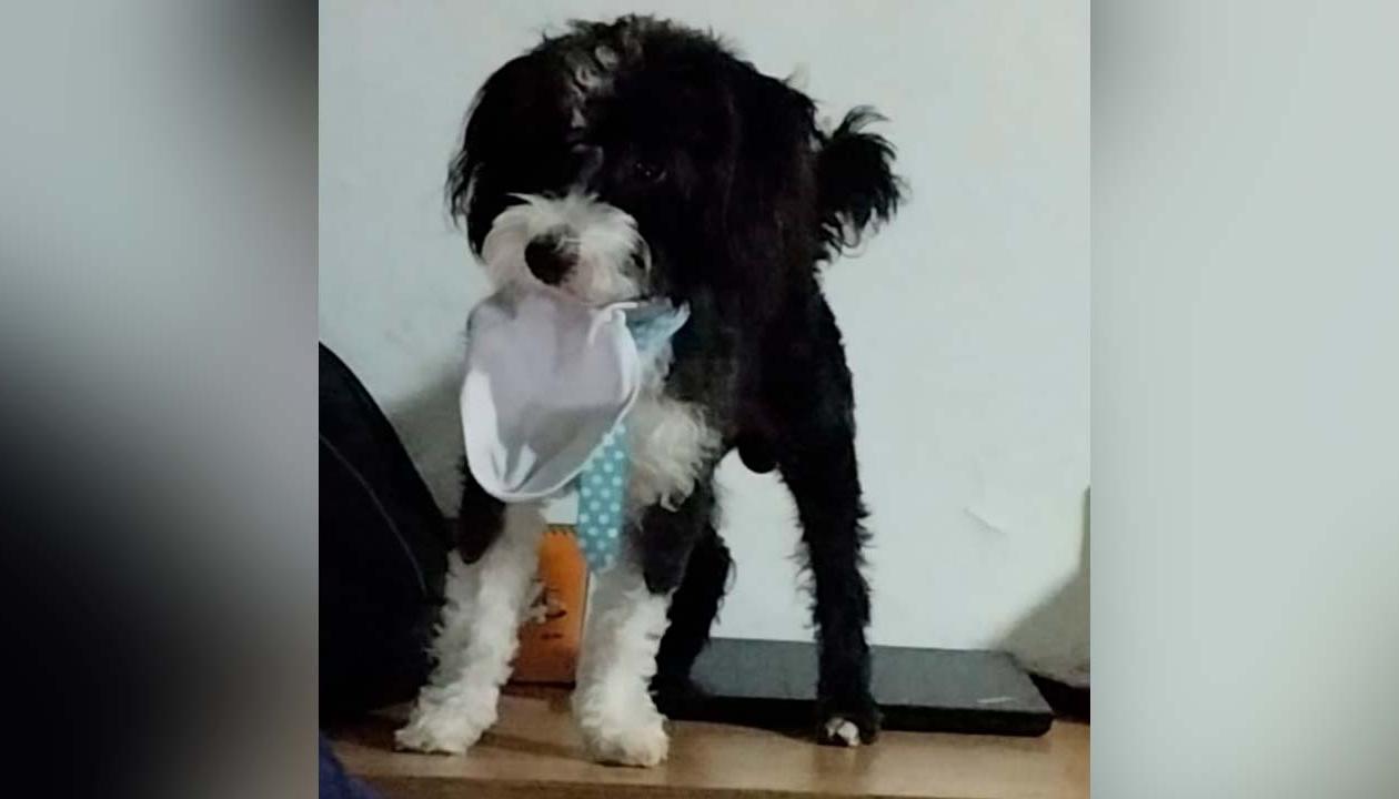 Tommy es de raza french poodle. 