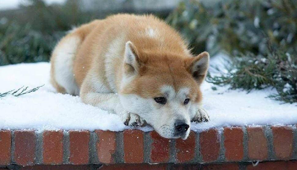 ‘Hachiko 2’ vuelve a las pantallas de cine.