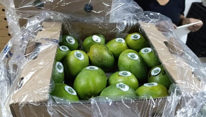 A comienzos de mayo fueron despachadas 13 toneladas de mango de azúcar desde el puerto samario