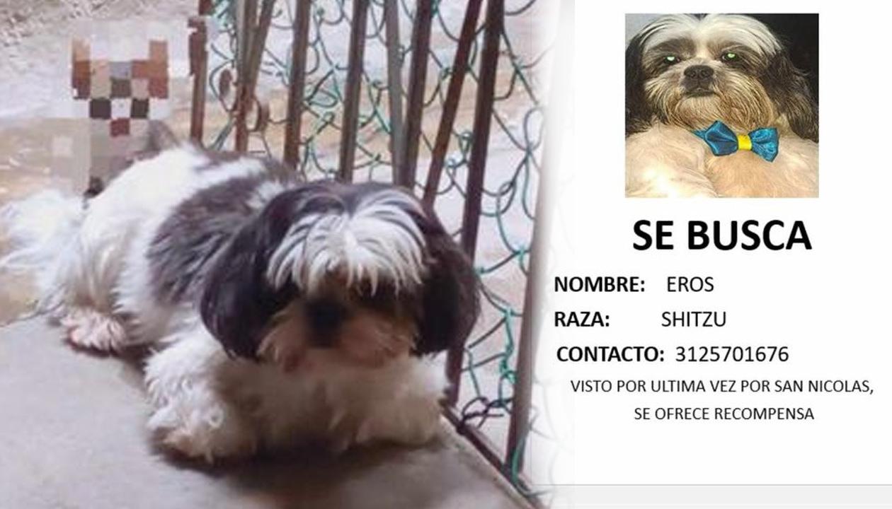 Eros es de raza shitzu.