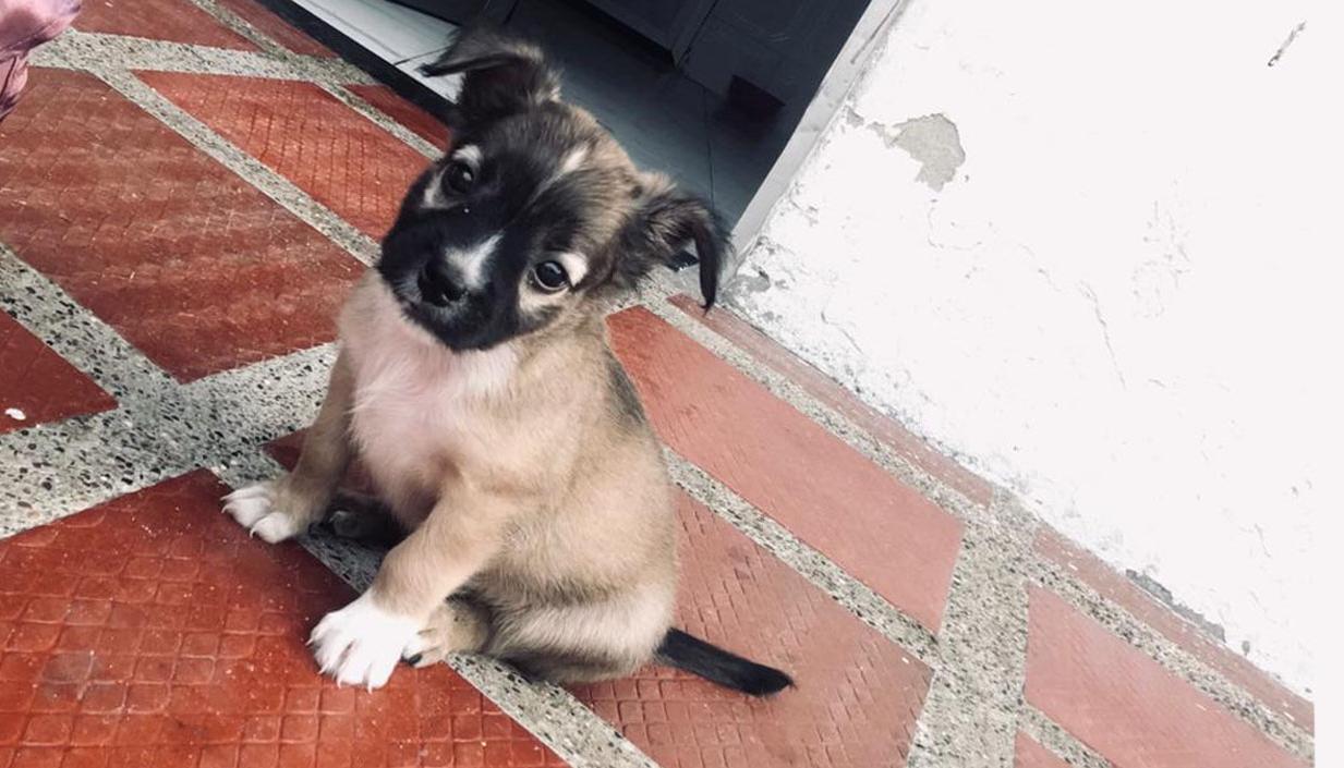 'Lukas' se perdió el pasado 31 de mayo.