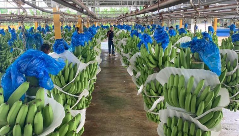 Imagen de los cultivos de Chiquita Brands