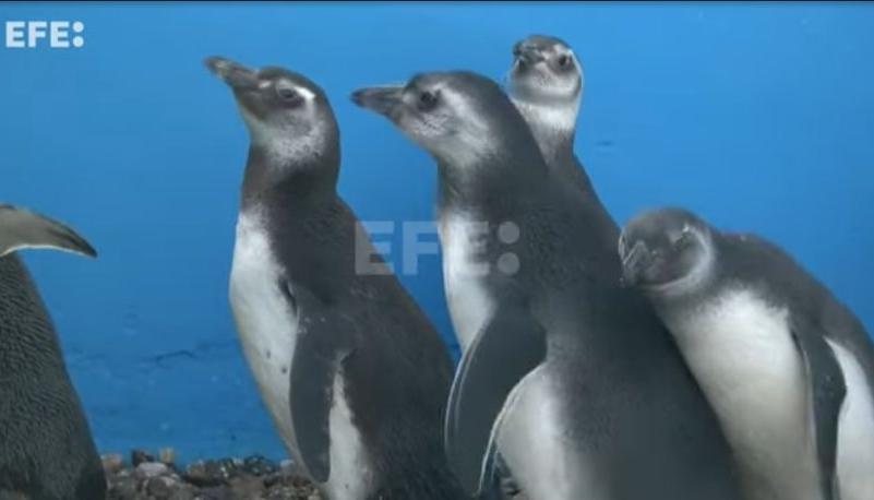 Pingüinos magallánicos.