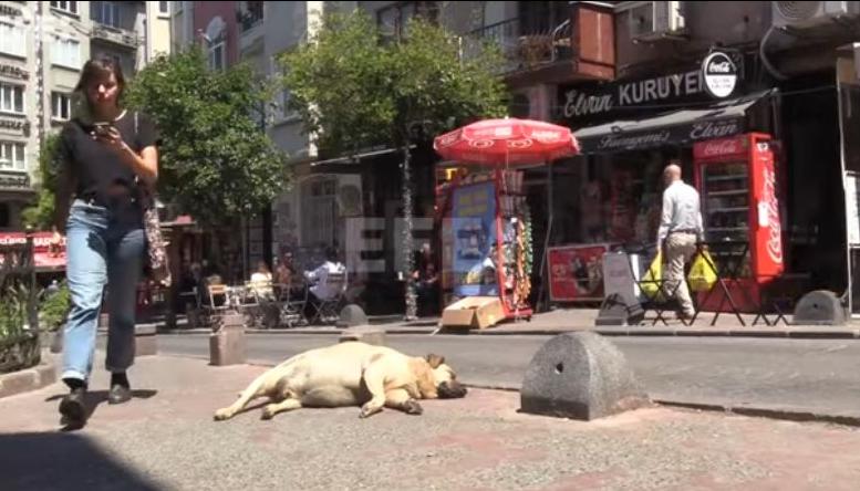 Perros callejeros en Turquía.