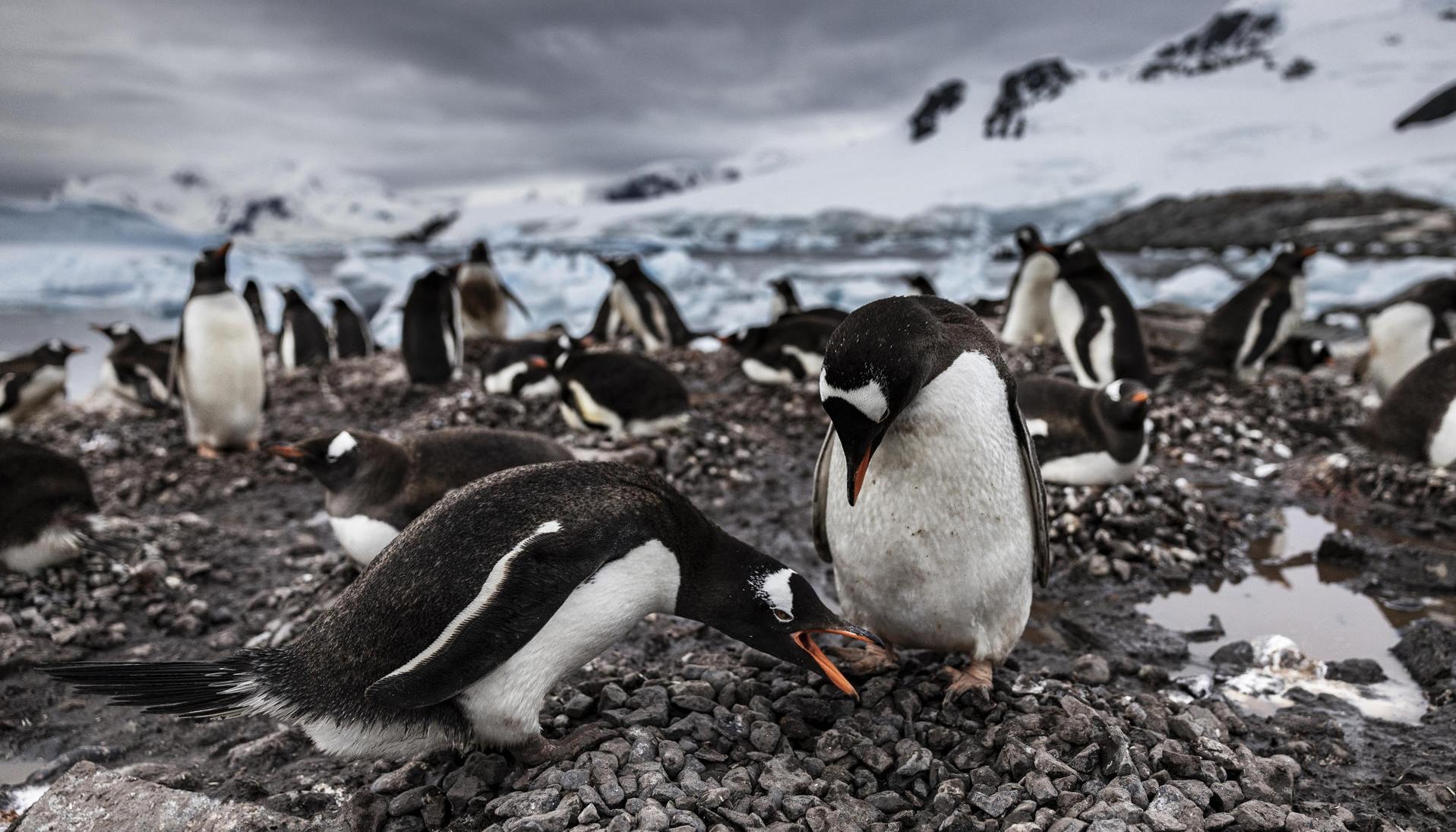 Fotografía cedida por el fotógrafo, realizador y escritor John Weller de unos pinguinos en la Antártida