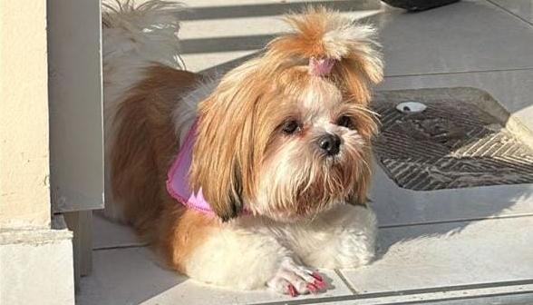 'Susi' es buscada por sus dueños.