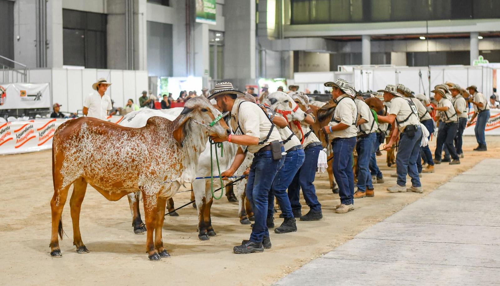 Alrededor de 280 animales en Agroexpo Caribe.
