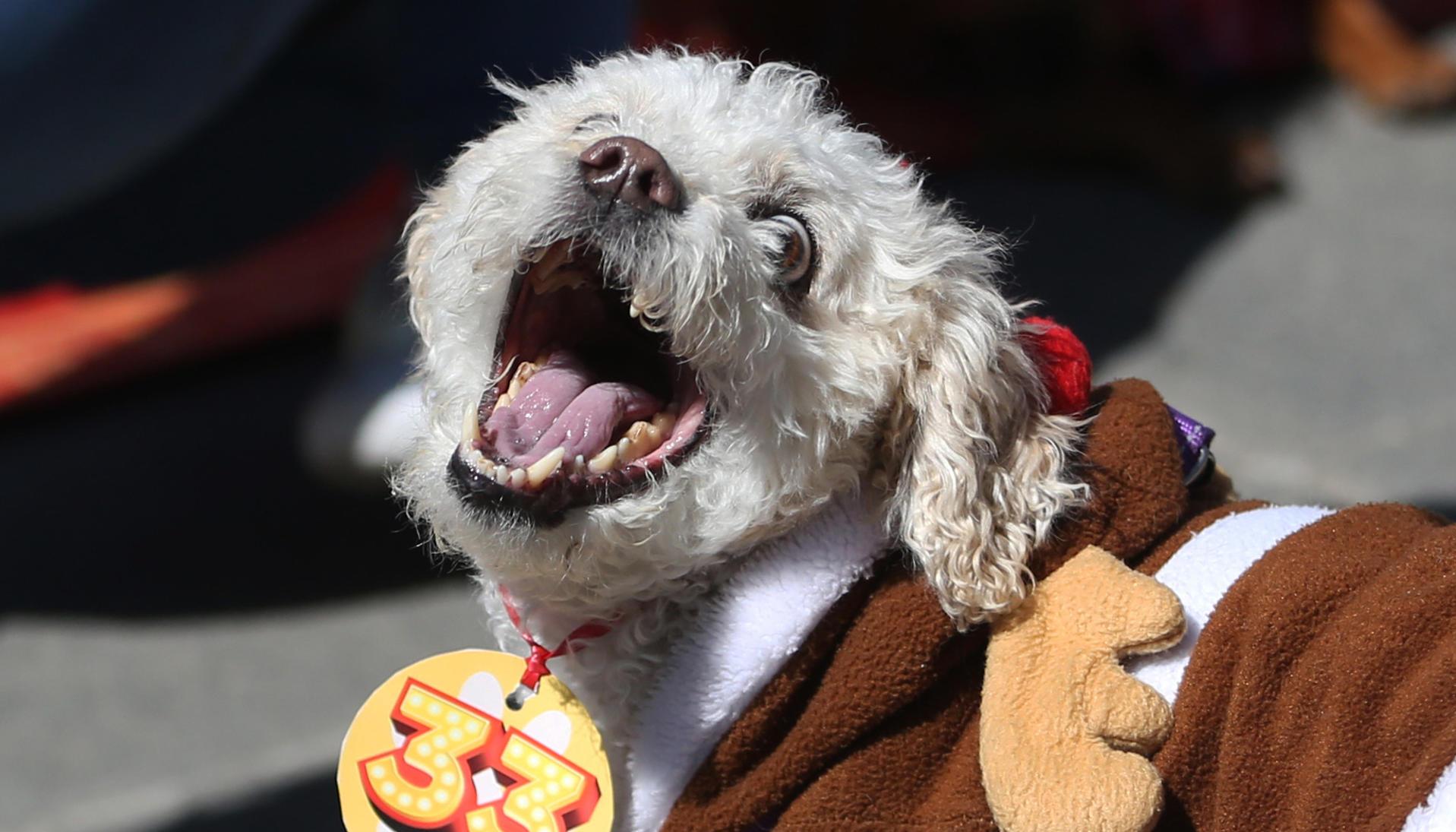  Un perro disfrazado juega durante la conmemoración del día de San Roque, el patrono católico de los canes, este viernes en La Paz.