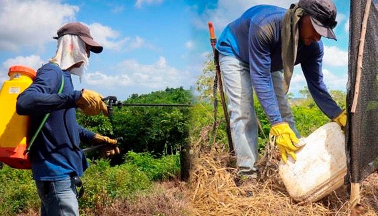 Siembra de árboles en Galapa y Tubará.