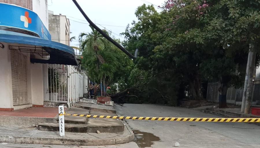 Árbol caído en la carrera 14, a la altura del barrio Cevillar.