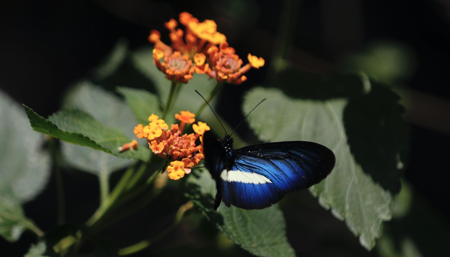 Jardín Botánico de Cali.