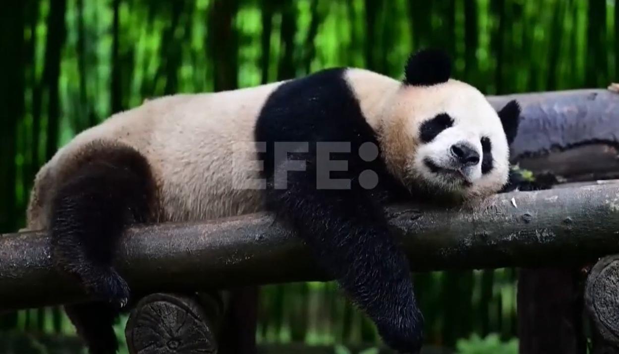 Panda gigante en Hong Kong.