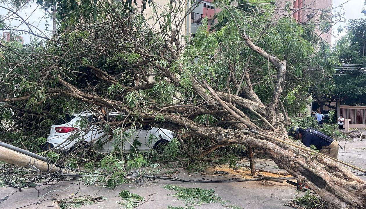 Árbol caído encima de vehículos en la calle 79 con carrera 52. 