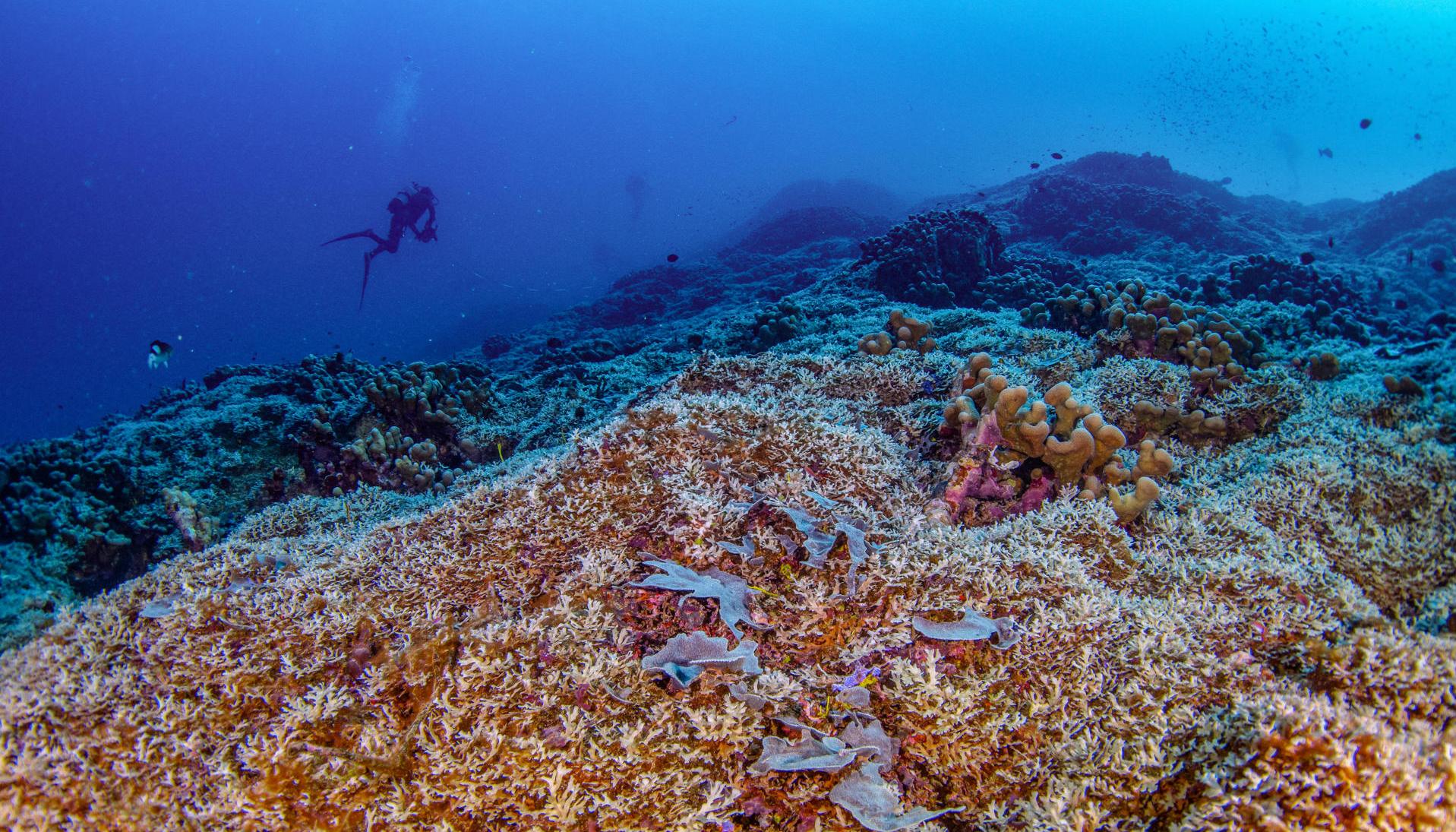 National Geographic Pristine Seas del coral más grande del mundo en las Islas Salomón.