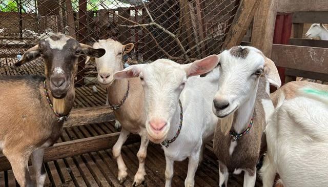 El ántrax especialmente afecta a vacas, ovejas y cabras.