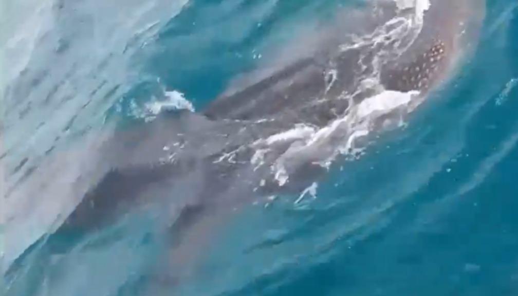 Tiburón Ballena.