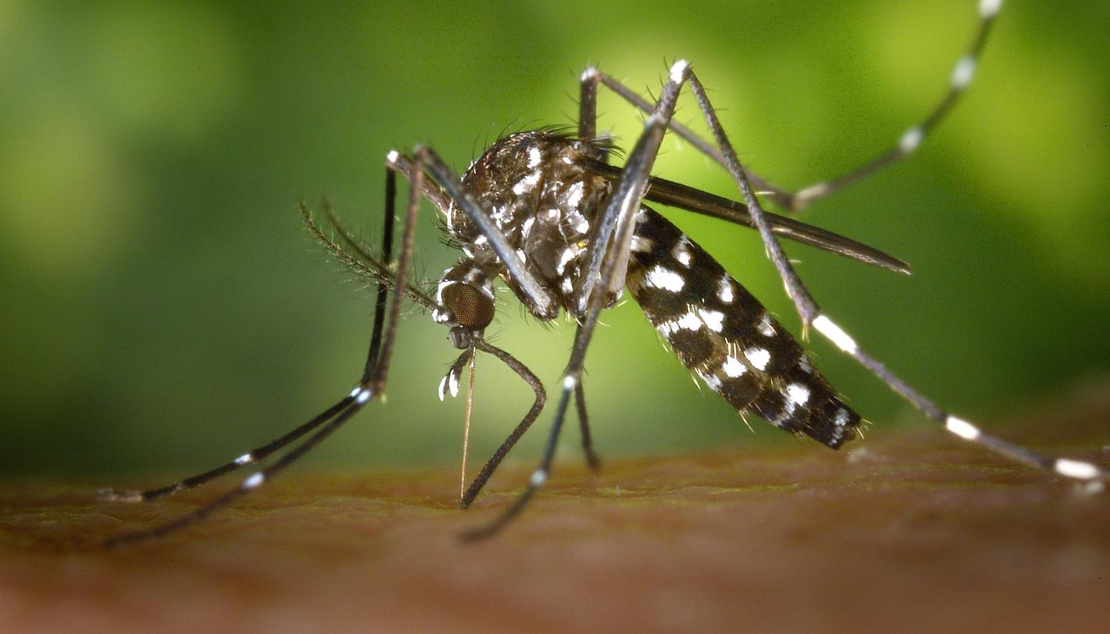 Aedes aegypti