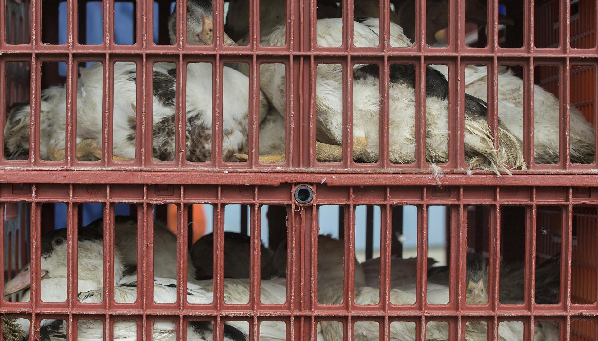  Aves de corral que son llevadas en jaulas a un matadero para evitar que se extienda una epidemia de gripe aviar.