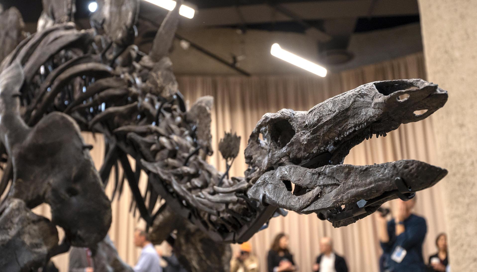 Apex, un fósil de dinosaurio de 150 millones de años, 3,5 metros de alto y 8,2 metros de largo.