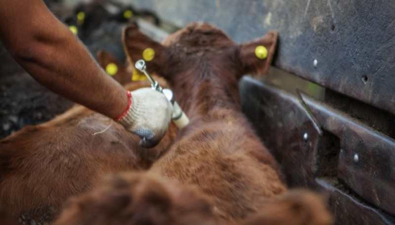 Jornadas de vacunación de los animales contra la fiebre aftosa.