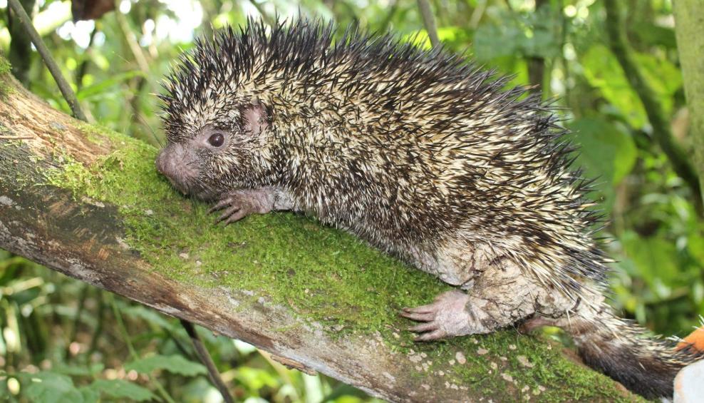 'Coendou vossi', nueva especie.