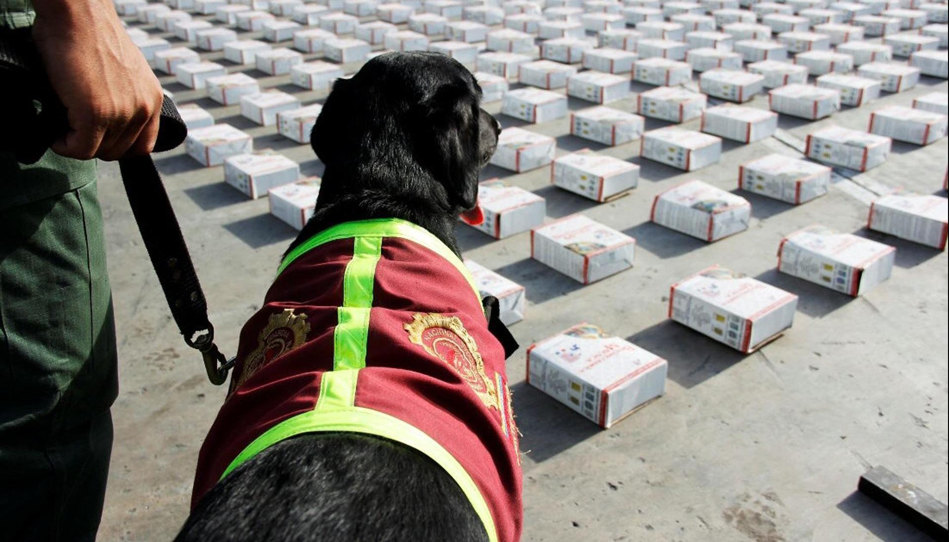 Perro de la Policía antinarcóticos de Venezuela, frente una incautación de droga.