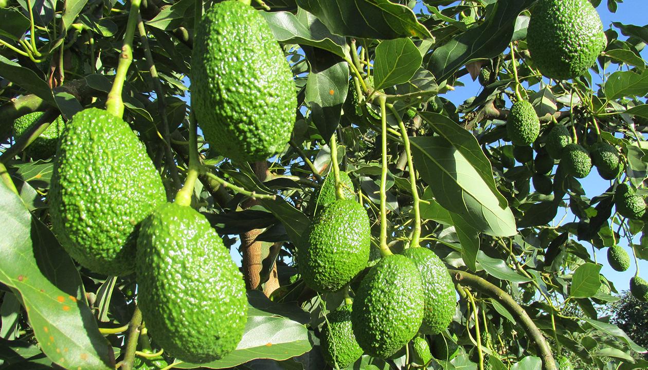 Aguacate Hass.