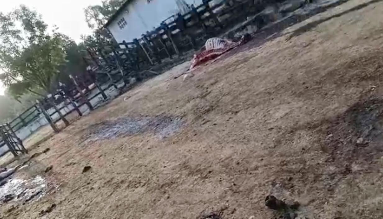 Los delincuentes sacrificaron varias reses en la finca. 
