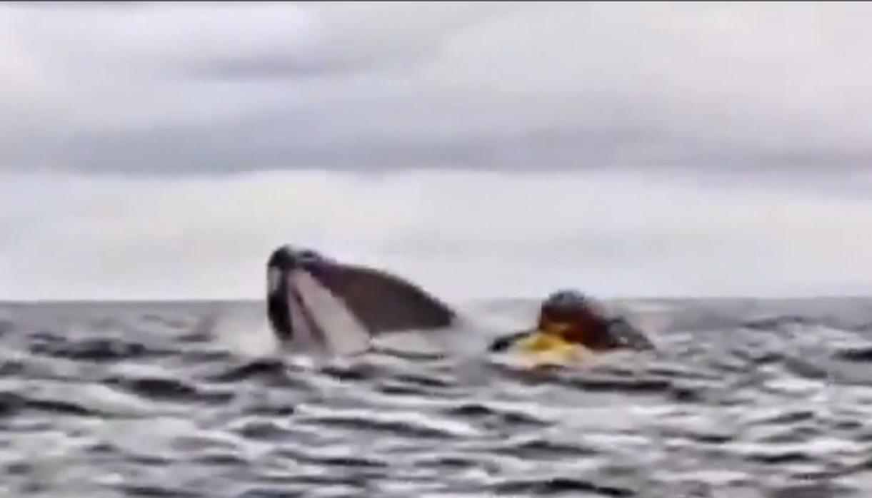 Momento en el que se lo traga la ballena.