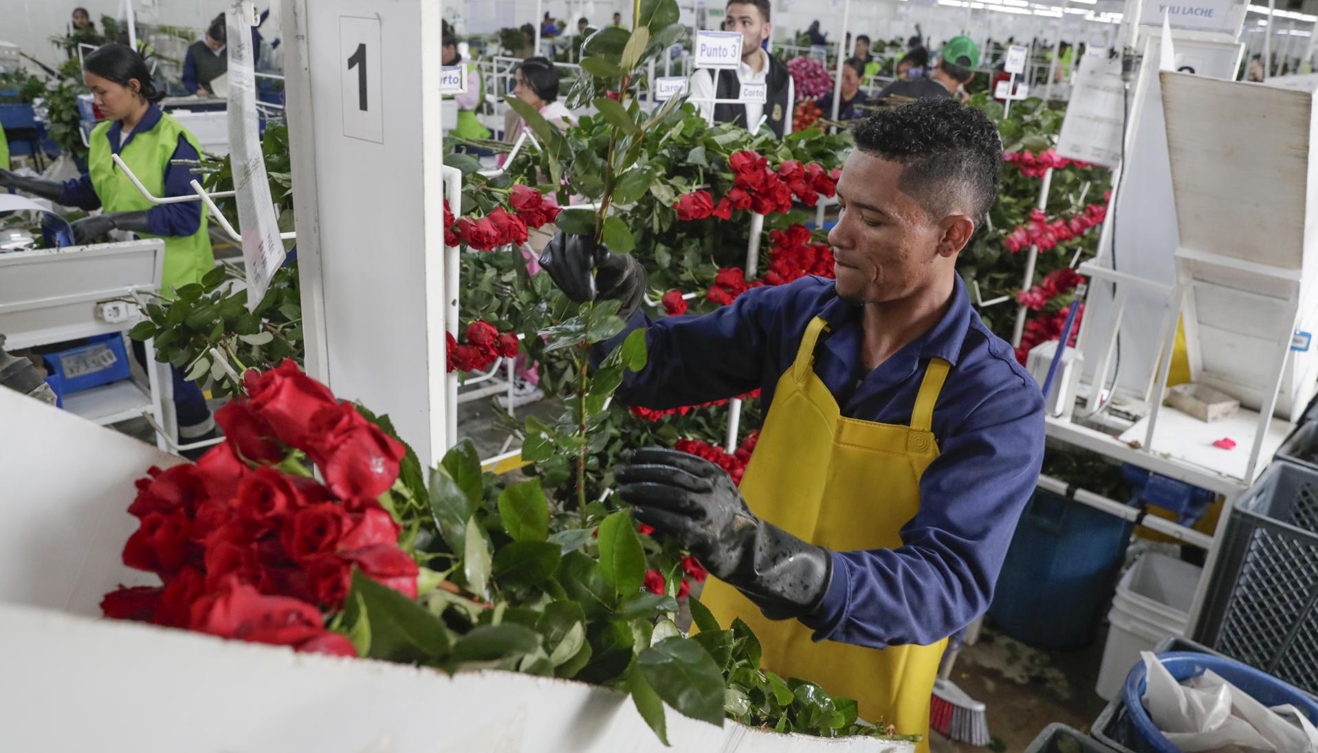 Personas empacando flores en Bogotá para ser exportadas. 