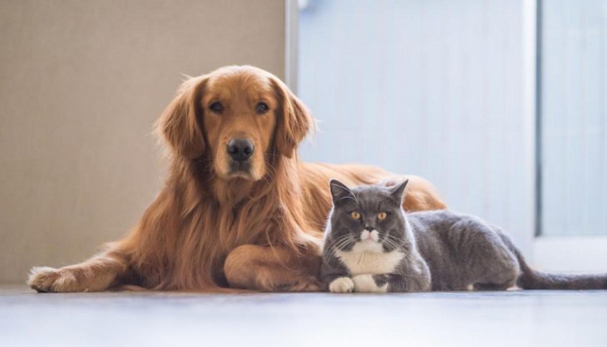 Las mascotas son parte fundamental de las familias. 