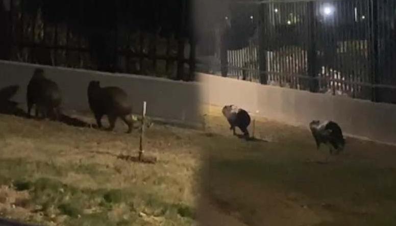 Los dos chigüiros captados en un conjunto de Alameda del Río.