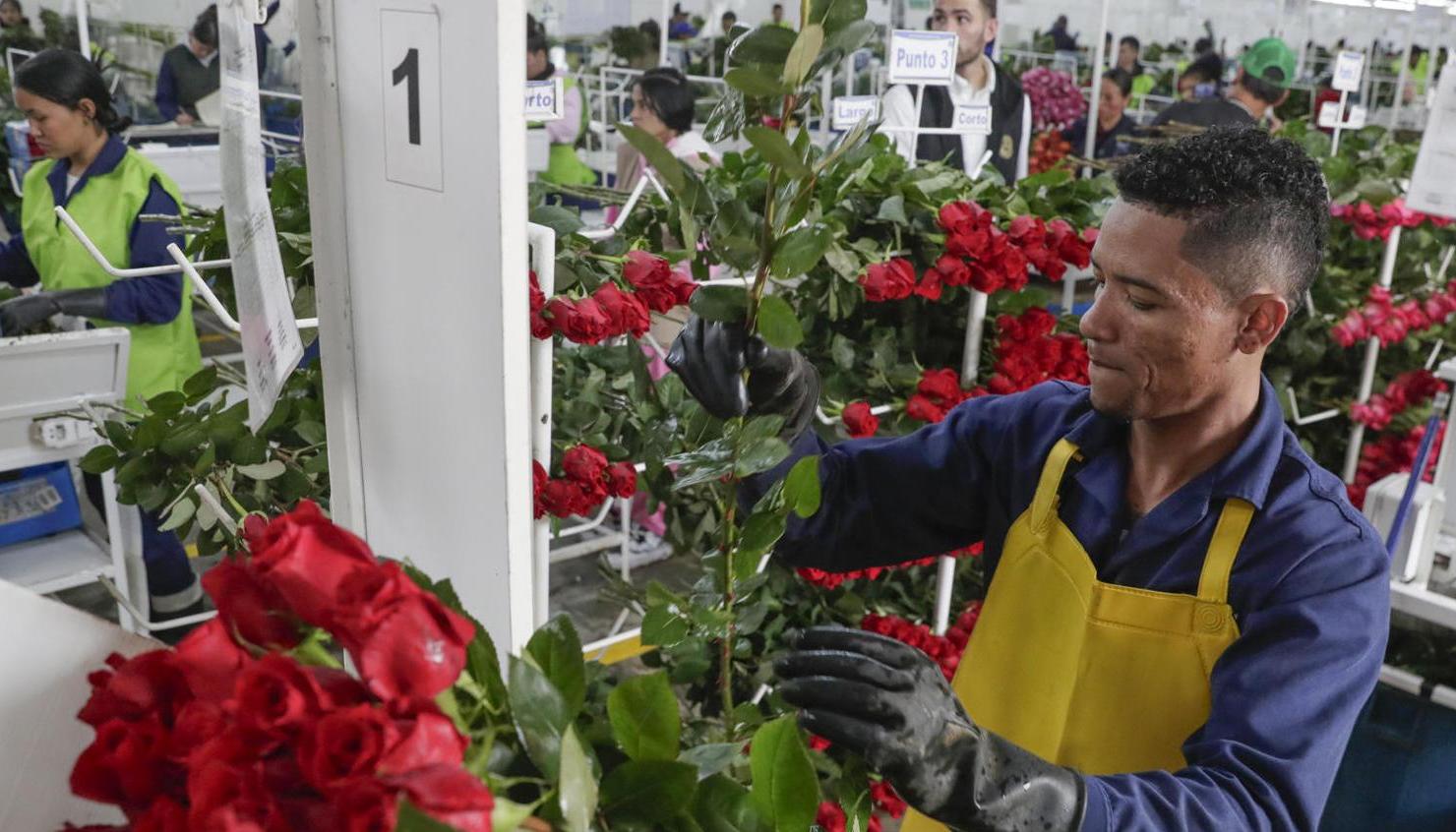 Personas empacando flores en Bogotá para ser exportadas.
