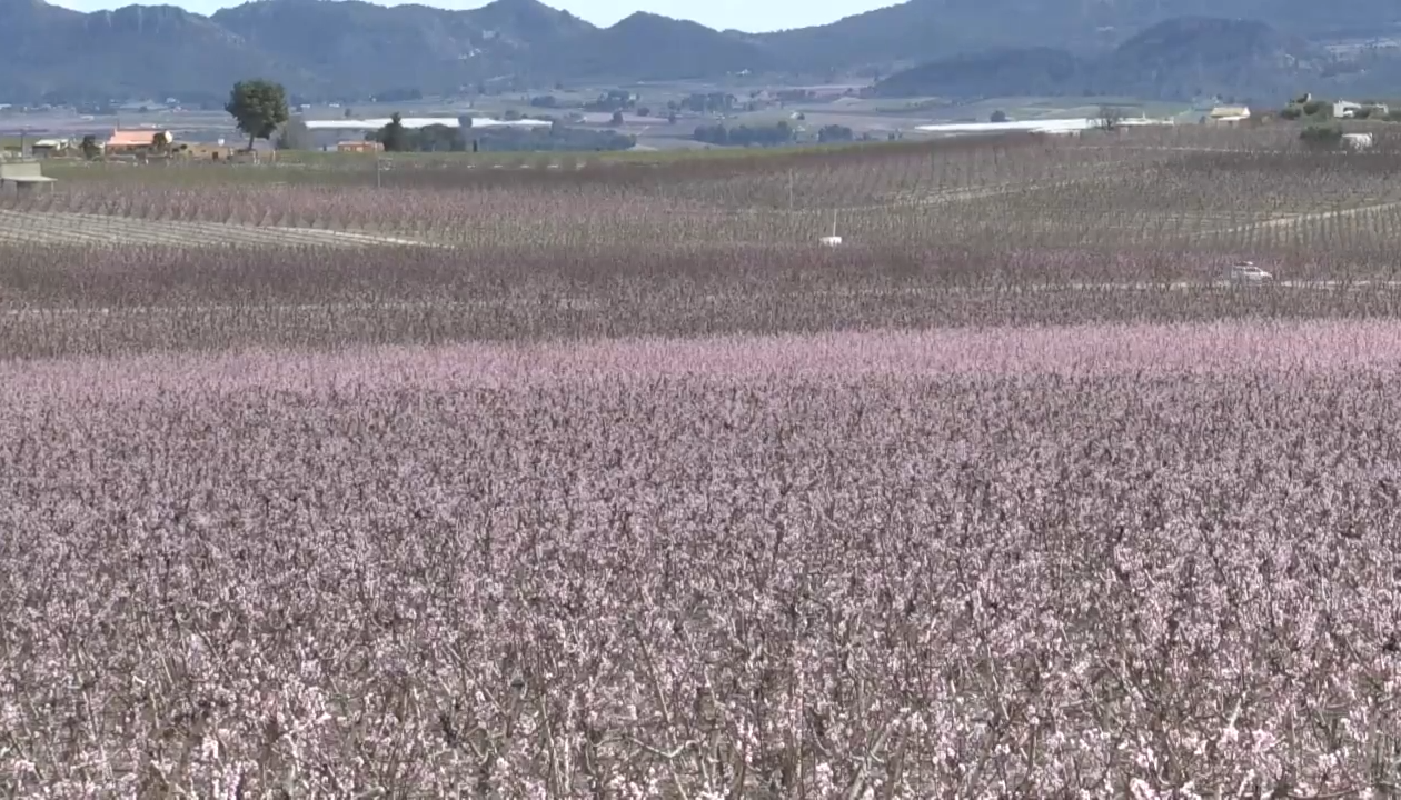 La floración de Cieza.