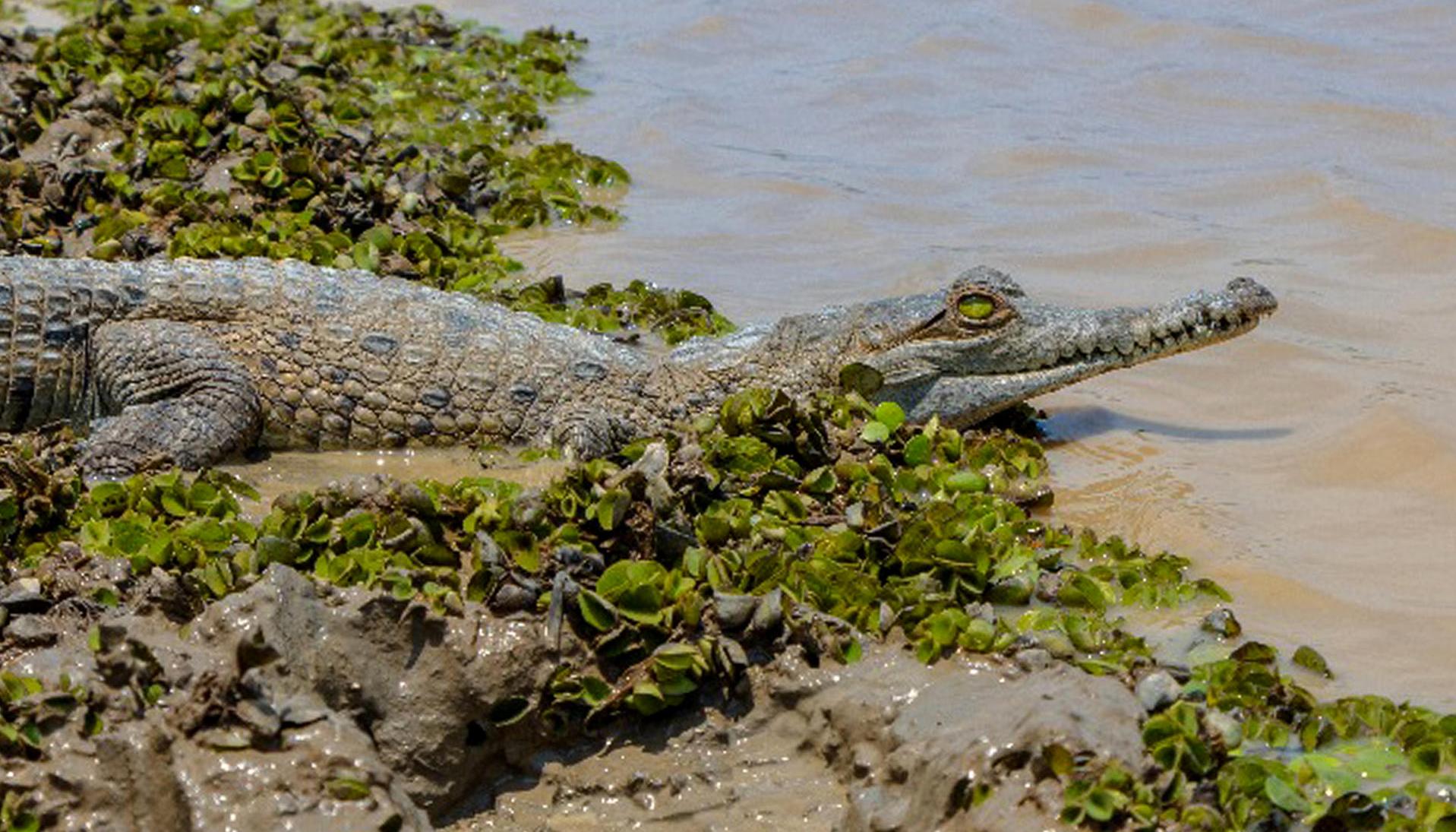Liberación de caimanes en la reserva natural en Casanare.