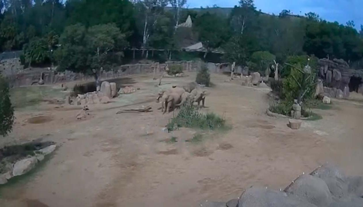 Elefantes en el momento del sismo