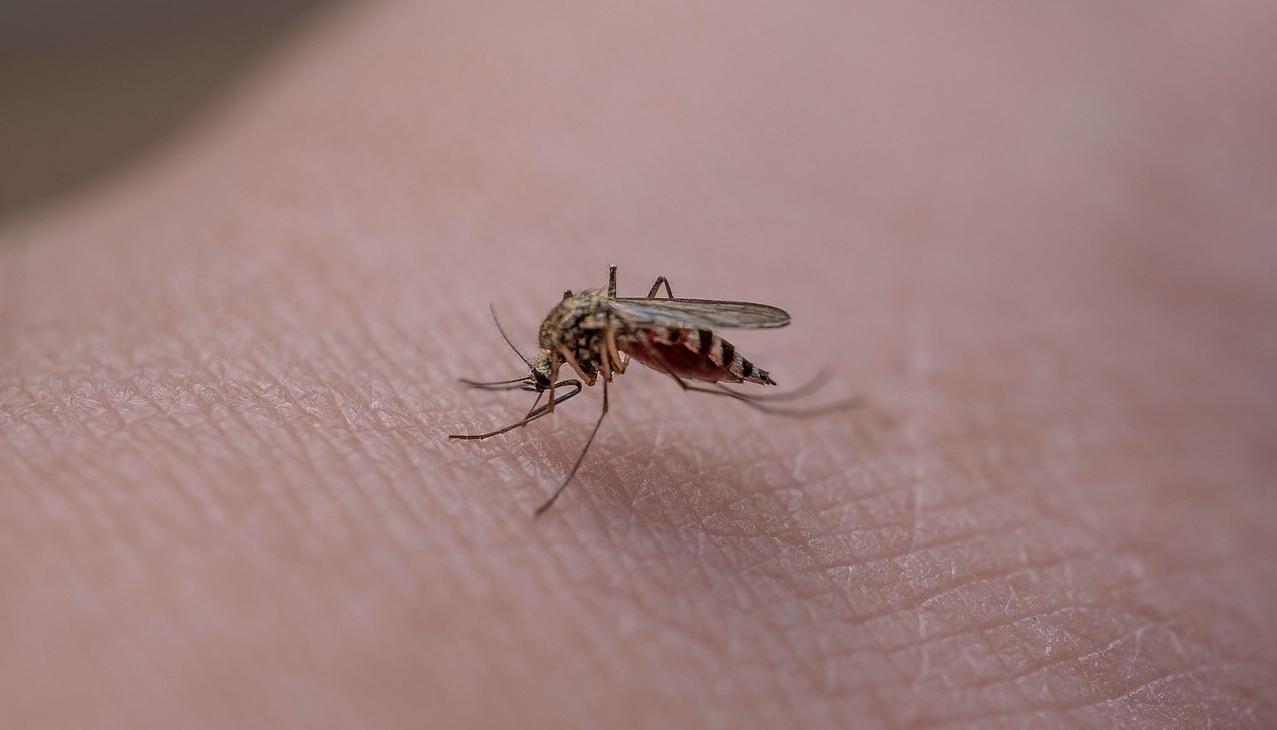 El virus de la fiebre amarilla es desatado por el mosquito hembra llamado Aedes Aegypti. 