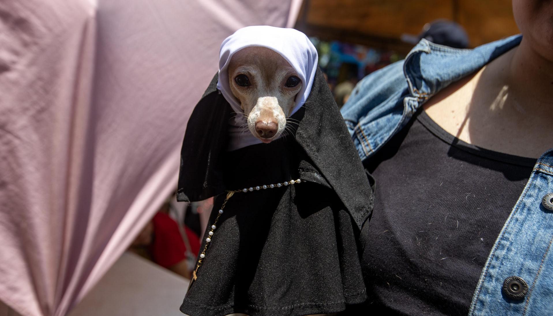 Un perro disfrazado durante la celebración de San Lázaro.