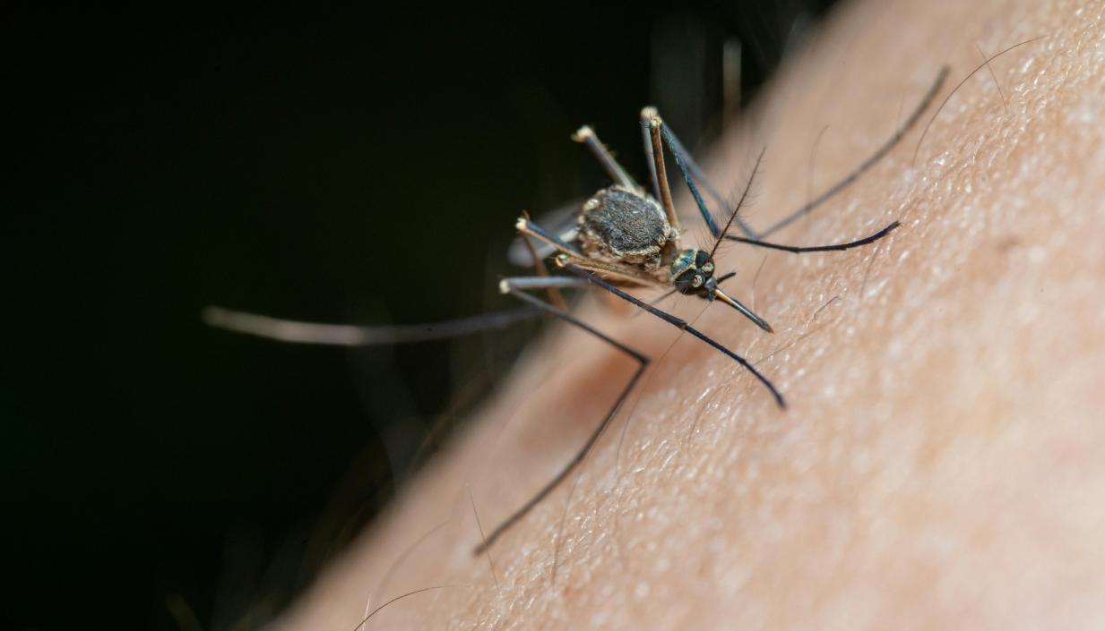 El mosquito es el principal transmisor de la enfermedad. 