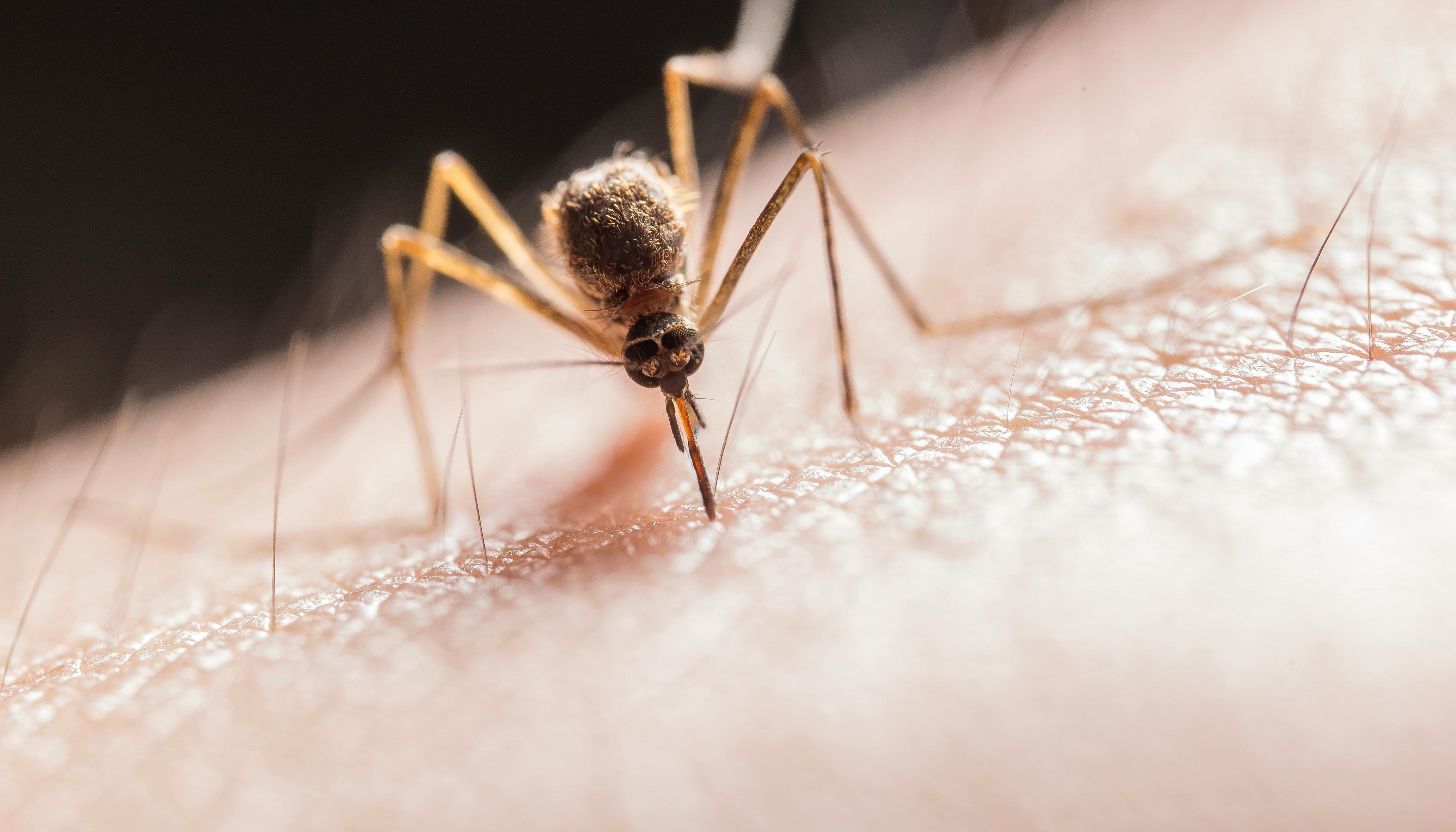 El chikungunya se transmite por la picadura de mosquitos infectados. 